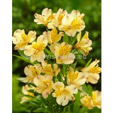 Алстромерия / Alstroemeria aurea 'Lutea' / 1 бр