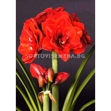Амарилис (Amaryllis) Double Cheerry Nymph