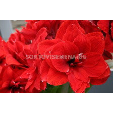 Амарилис кичест (Hippeastrum) Double Dragon