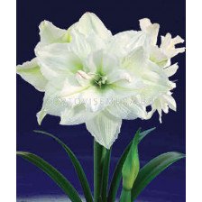 Амарилис кичест (Hippeastrum) Jewel