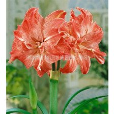 Амарилис кичест (Hippeastrum) Lady Jane