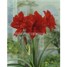 Амарилис (Amaryllis) кичест Red Peacock