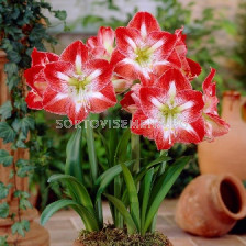 Амарилис Minerva - Amaryllis Minerva