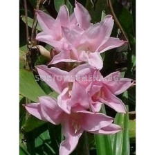 Амаркринум crinodonna howardii