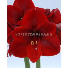 Амарилис (Hippeastrum) Carmen