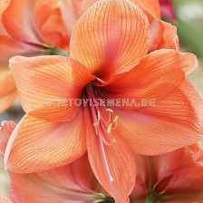 Амарилис / Amaryllis Orange Queen/ 1 бр