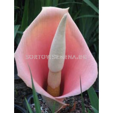 Аморфофалус (Amorphophallus bulbifer)