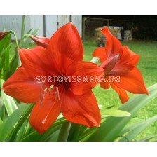 Амарилис (Hippeastrum) Orange