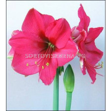 Амарилис (Hippeastrum) Pink