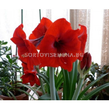 Амарилис (Hippeastrum) Red