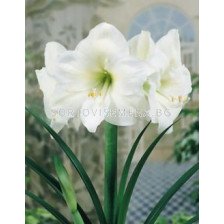 Амарилис (Hippeastrum) White