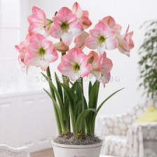 Амарилис (Amaryllis) Apple Blossom