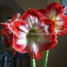 Амарилис (Amaryllis) Червено с Бяло