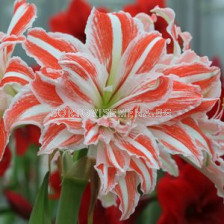 Амарилис кичест (Hippeastrum) Dancing Queen