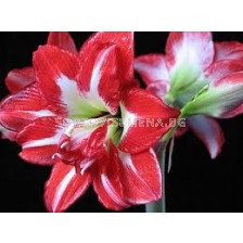 Амарилис кичест (Hippeastrum) Pasadena