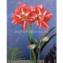 Амарилис (Amaryllis) кичест Pasadena