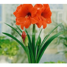 Амарилис (Amaryllis) Orange Sovereign