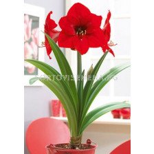 Амарилис Red Lion - Amaryllis Red Lion 