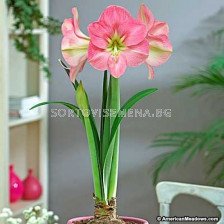 Амарилис Susan - Amaryllis Susan