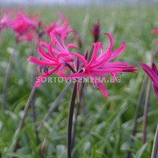 Амарин belladiva 'Tomoko' 16/+ - 1 бр.