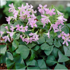 Оксалис Amber/ Oxalis triangularis - 1 брой