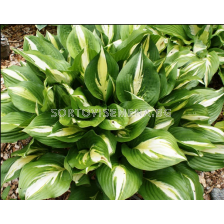 Хоста American Sweetheart/ Hosta - 1 брой