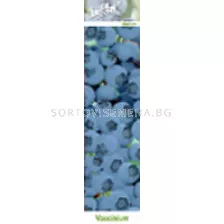 Американска боровинка - Vaccinium corymbosum