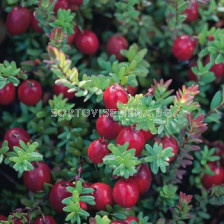 Американска червена боровинка (Vaccinium Macrocarpon) 