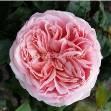 Роза Amorosa (хибридна чаена роза), серия Eleganza Antique - Kordes - 1 брой