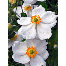Анемоне Хонорине - Honorine jobert hybrida - 1бр
