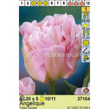 Лале  Angelique - пакет: 1 оп.- 5 бр.