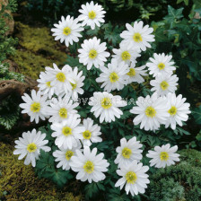 Анемоне /Anemone blanda  White Splendour/ 1 бр