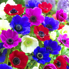 Анемоне де каен / Anemone De Caen Mixed Coronaria / 1 бр