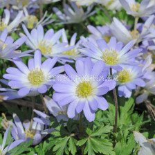 Анемоне /Anemone blanda Blue Splendour / 1 бр