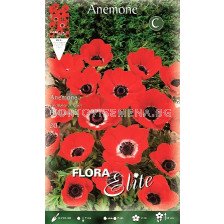 Анемоне (Anemone) Hollandia ( 20 луковици)