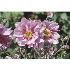 НОВО! Анемоне /Anemone Queen Charlotte/ 1 бр
