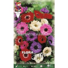 Анемоне (Anemone) St. Brigid mixed