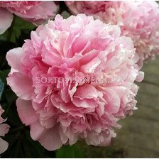 Божур/ LACTIFLORA PAEONIA Angel Cheeks - 1 бр.