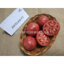 Семена домати АНТЕЛАЙЗИ F1 ( ANTELAYZI F1 ) 500 сем