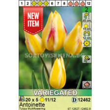 Лале/  Tulipa Antoinette: Пакет: 1 оп. - 5 бр.