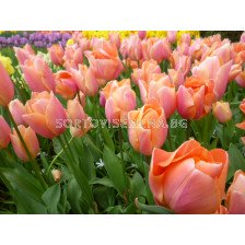 Лале triumph Apricot Favourite - 1 бр.