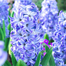 Зюмбюл/ Hyacinths orientalis 'Aqua'  - 1 бр.
