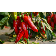 Пипер капия Argun F1 - BEJO