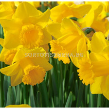 Нарцис/ TRUMPET NARCISSUS Arkle - 1 бр.