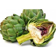 Артишок - Artichoke