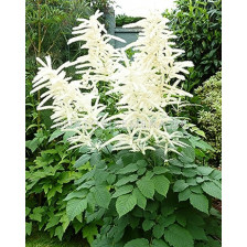 Козя брада /Aruncus Dioicus/ 1 бр			