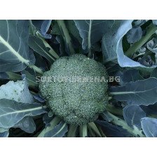 Семена броколи Арес/ ARES BROCCOLI- SAKATA - 1 000 семена