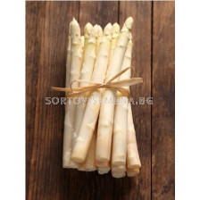 Аспержи /Asparagus Officinalis/ 1 корен