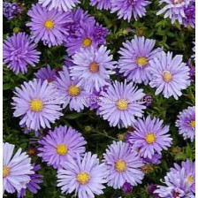 Астра /ASTER DUMOSUS MITTELMEER/ 1 корен