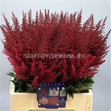 Астилбе PAUL GAARDER/ 1 бр